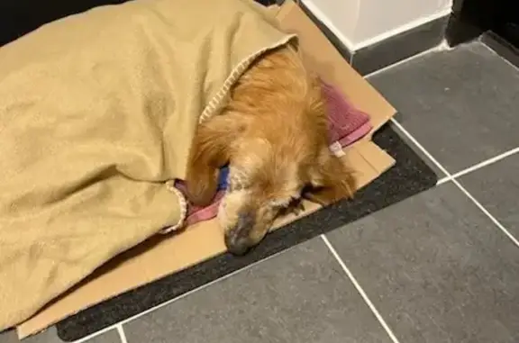Chien âgé trouvé affaibli à Plougoumelen - photo
