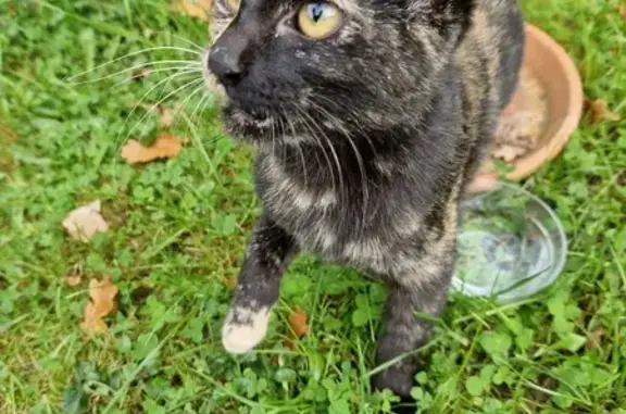 Jeune chat fauve trouvé Rue des Rosiers - photo