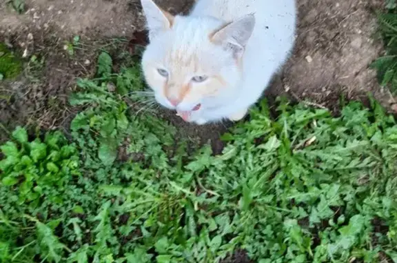 Animaux trouvés , photo: Chat blanc aux yeux bleus trouvé