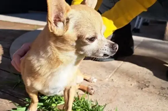 Chien trouvé Cagnes-sur-Mer, photo: Chihuahua mâle trouvé à Cagnes-sur-Mer