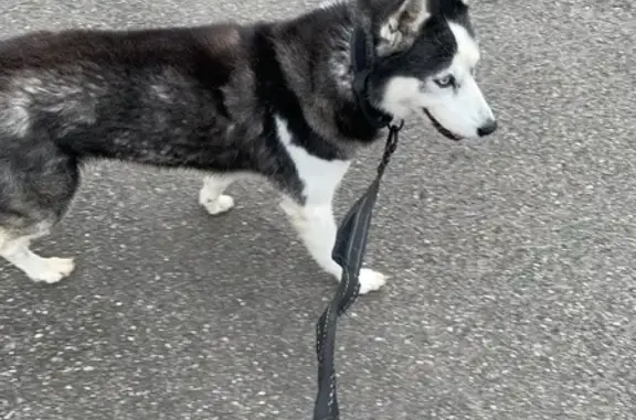 Chien trouvé Dax, photo: Chien trouvé à Dax, Place Fontaine Chaude