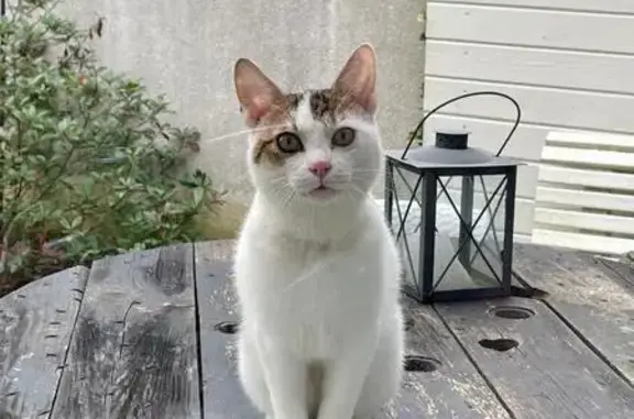 Animaux trouvés Bihorel, photo: Chat mâle trouvé, 5-6 mois, Bihorel