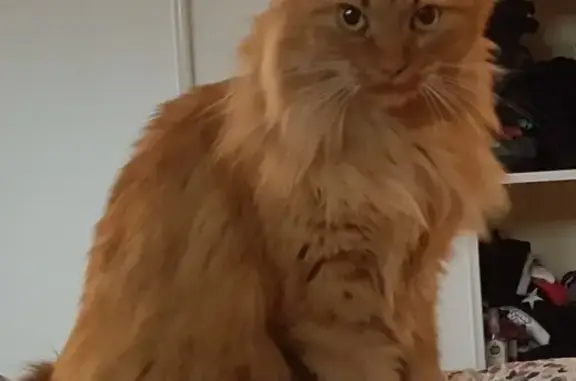 Chatte disparue à La Roche-Blanche - photo