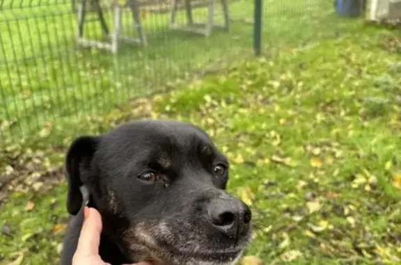 Chienne noire croisée labrador trouvée - photo