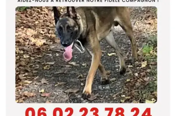 Chien perdu Poitiers, photo : Chien perdu, Avenue du Recteur Pineau