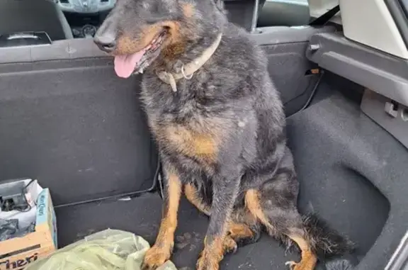 Chienne croisée beauceron trouvée Quincampoix - photo