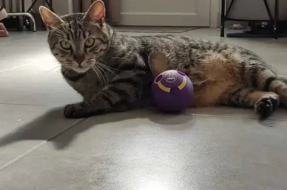 Animaux perdus Châlette-sur-Loing, photo: Chat tigré perdu, Rue Jules Ferry