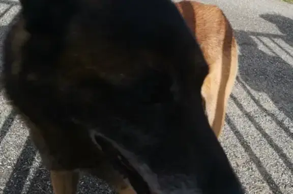 Chien malinois errant à Ponlat-Taillebourg - photo
