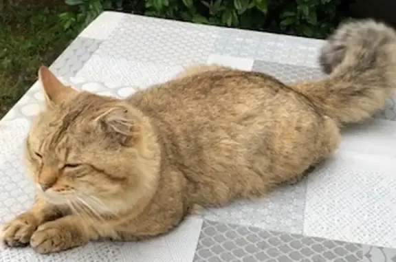 Chat trouvé au Bousquet-d'Orb - photo