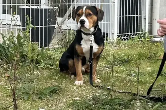 Beagle tricolore trouvé à Sorigny - photo