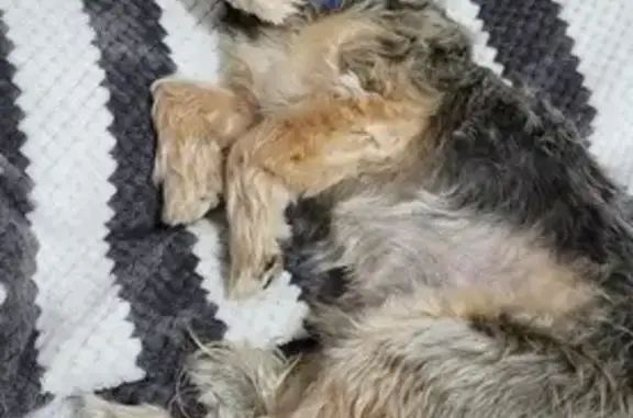 Lost Yorkie/Maltese: Reward Offered!