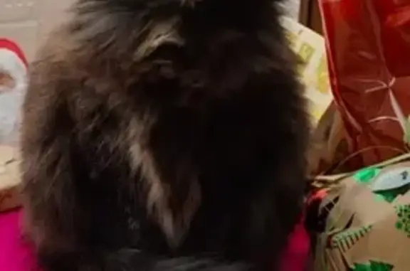 Chat noir et roux disparu à Montmorillon - photo