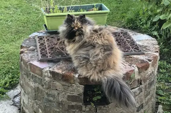 Chat perdu, Offranville, photo: Chatte persane écaille disparue à Offranville