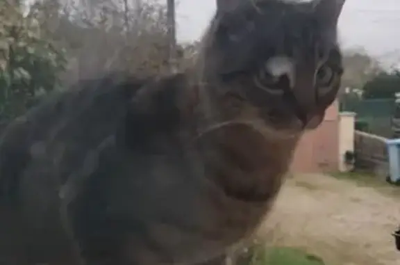 Chat tigré craintif trouvé à Courlaoux - photo