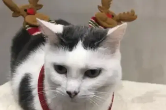 Chat perdu, Longuyon, photo: Chatte blanche et grise disparue à Longuyon