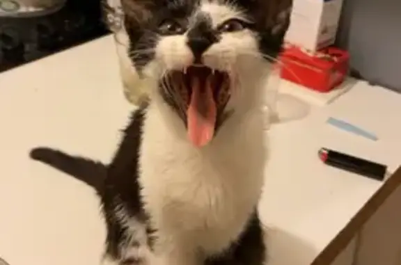 Chat disparu à Bonsecours - photo