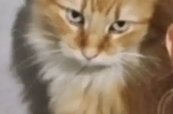 Simba, chat roux perdu à Annecy - photo