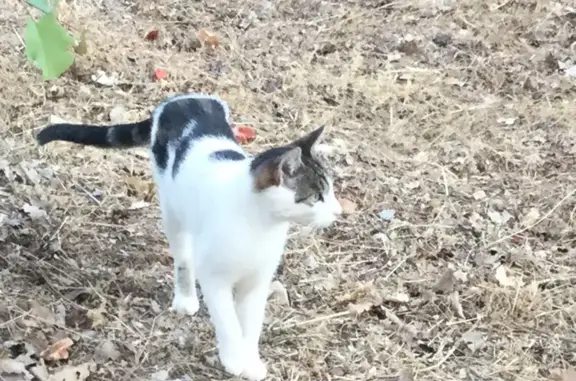 Chatte blanche tigrée disparue à Trans-en-Provence - photo
