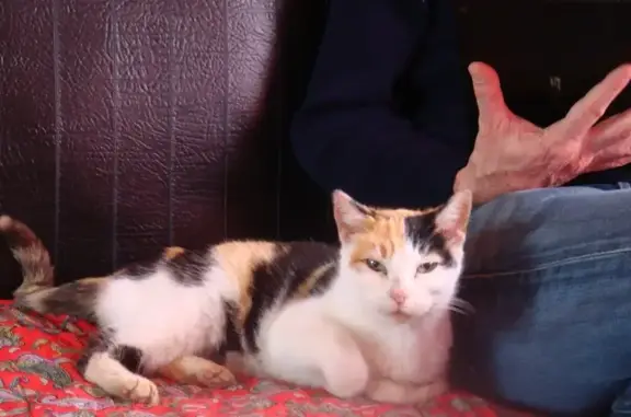 Chatte tricolore maigre trouvée à St-Hilaire - photo
