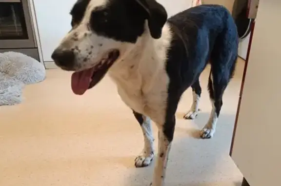Chien gentil trouvé à Druelle Balsac - photo