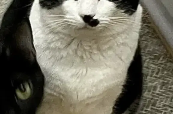 Lost Cat: Black & White in Daytona Beach