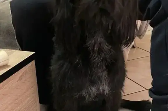 Animaux trouvés , photo: Petite chienne noire blessée trouvée à Esley