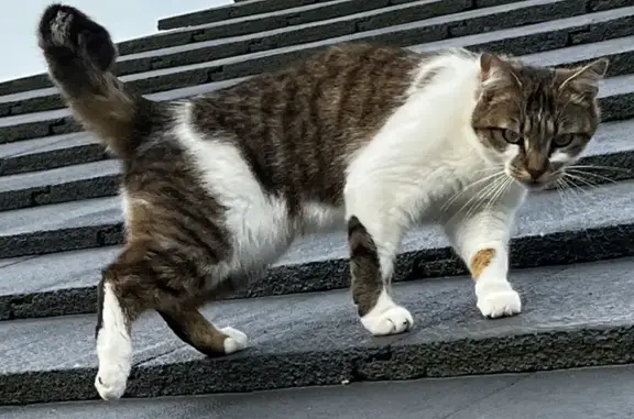 Chat perdu, Saint-Berthevin, photo: Chatte 3 ans disparue à Saint-Berthevin