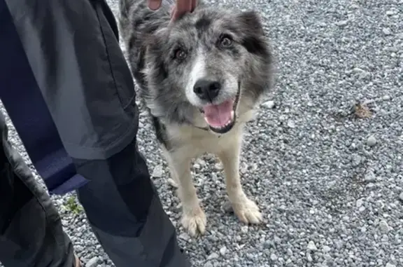 Chien trouvé , photo: Chienne Border Collie trouvée sur le GR10