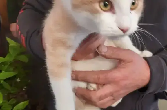 Jeune chat trouvé rue Jean Duvert, Blanquefort - photo