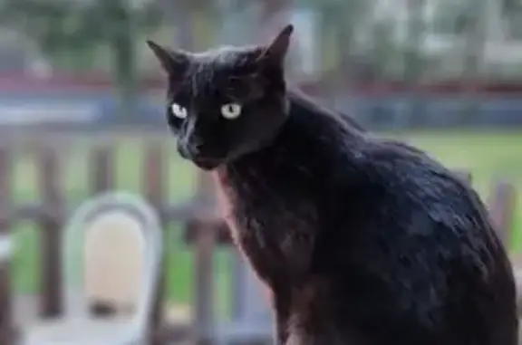 Chat noir mâle 7 ans disparu à Cébazat - photo