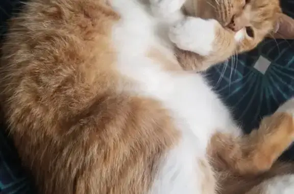 Animaux perdus , photo: Chatte rousse disparue à Saint-Aubin