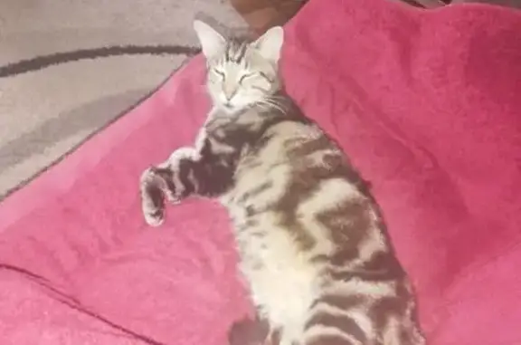 Animaux perdus Mont-de-Marsan, photo: Chat stérilisé disparu à Mont-de-Marsan