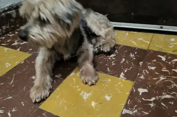 Chien sociable trouvé à Bougé-Chambalud - photo