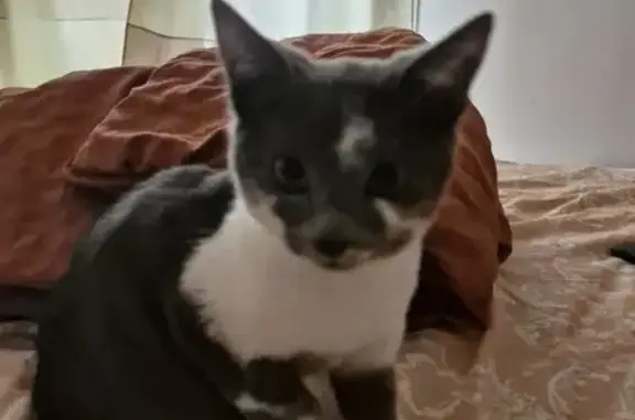 Chaton gris-blanc trouvé à Pontault-Combault - photo