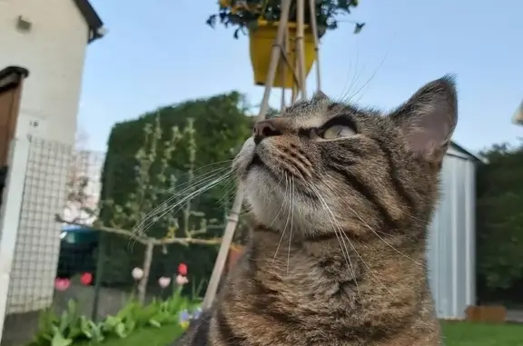 Animaux perdus Beauvais, photo: Chat tigré disparu rue Lebesgue, Beauvais