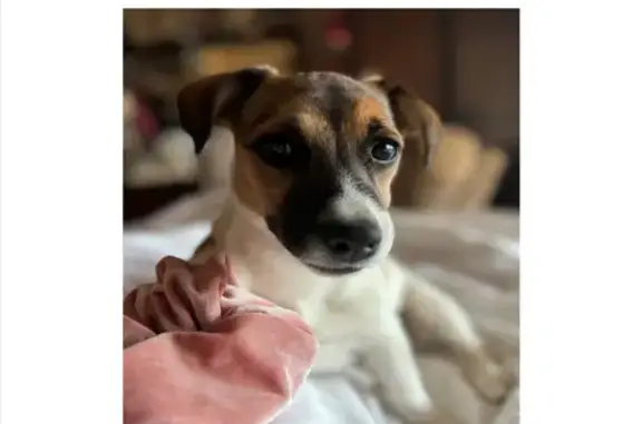 Lost Jack Russell Puppy on North Coyote Rd