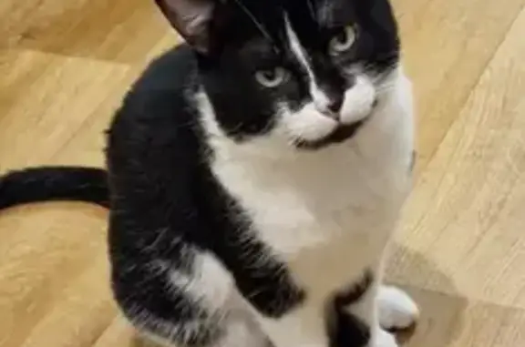 Animaux perdus Falaise, photo: Chat noir et blanc perdu à Falaise