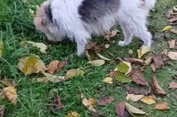 Chien perdu La Roche-sur-Yon, photo : Fox Terrier Ébène perdue à La Roche-sur-Yon
