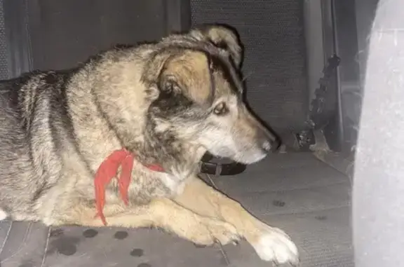 Animaux trouvés , photo: Chien mâle âgé trouvé avec bandana rouge