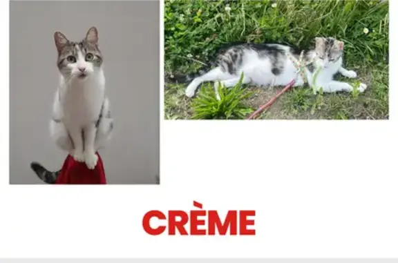Chat perdu, Sotteville-lès-Rouen, photo: Chat tricolore 