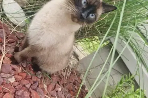 Missing Siamese Cat: Prince Needs Help!