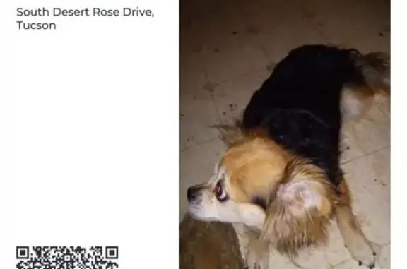 Lost Dog on S Desert Rose Dr, Tucson