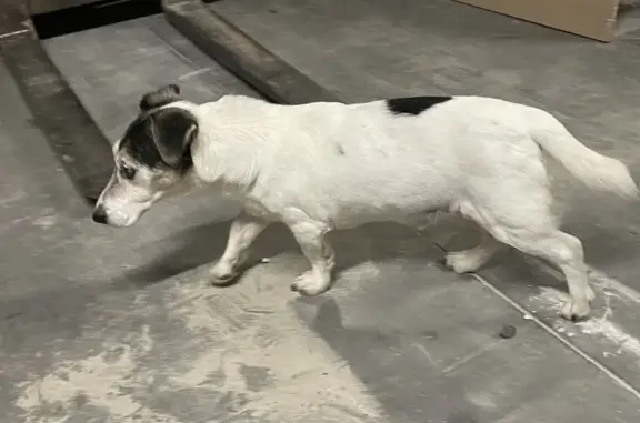Petit chien trouvé, gentil, Darnétal - photo