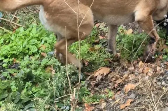 Animaux trouvés Rodez, photo: Chien mâle croisé berger trouvé à Rodez