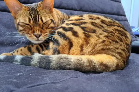 Animaux perdus Eysines, photo: Chatte tigrée perdue à Eysines, 16 nov.
