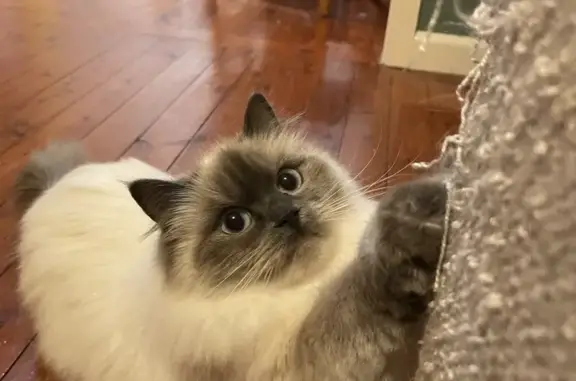 ❤️❤️ FOUND ❤️❤️

Petite blue point ragdoll cat. Missing since approximately 8:30am 18/11/24 from Strand Ave Narara.

Please text or call 0448108232 upon sighting or if you have her in your possession.

She is tired and hungry having remained outside last night. She is timid and may run very fast if approached suddenly.