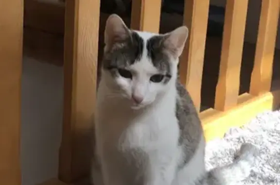 Chat perdu, , photo: Chatte tricolore disparue à Lesperon