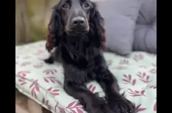Perdue : Tya, jeune chienne cocker/épagneul - photo