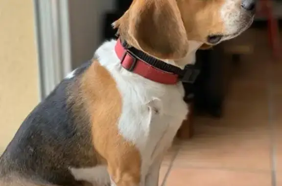 Beagle mâle perdu à Soorts-Hossegor - photo