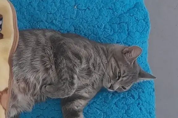 Animaux perdus Reims, photo: Chat perdu Rue d'Alsace Lorraine, Reims